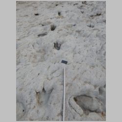 DSCN0713 N side theropods.jpg